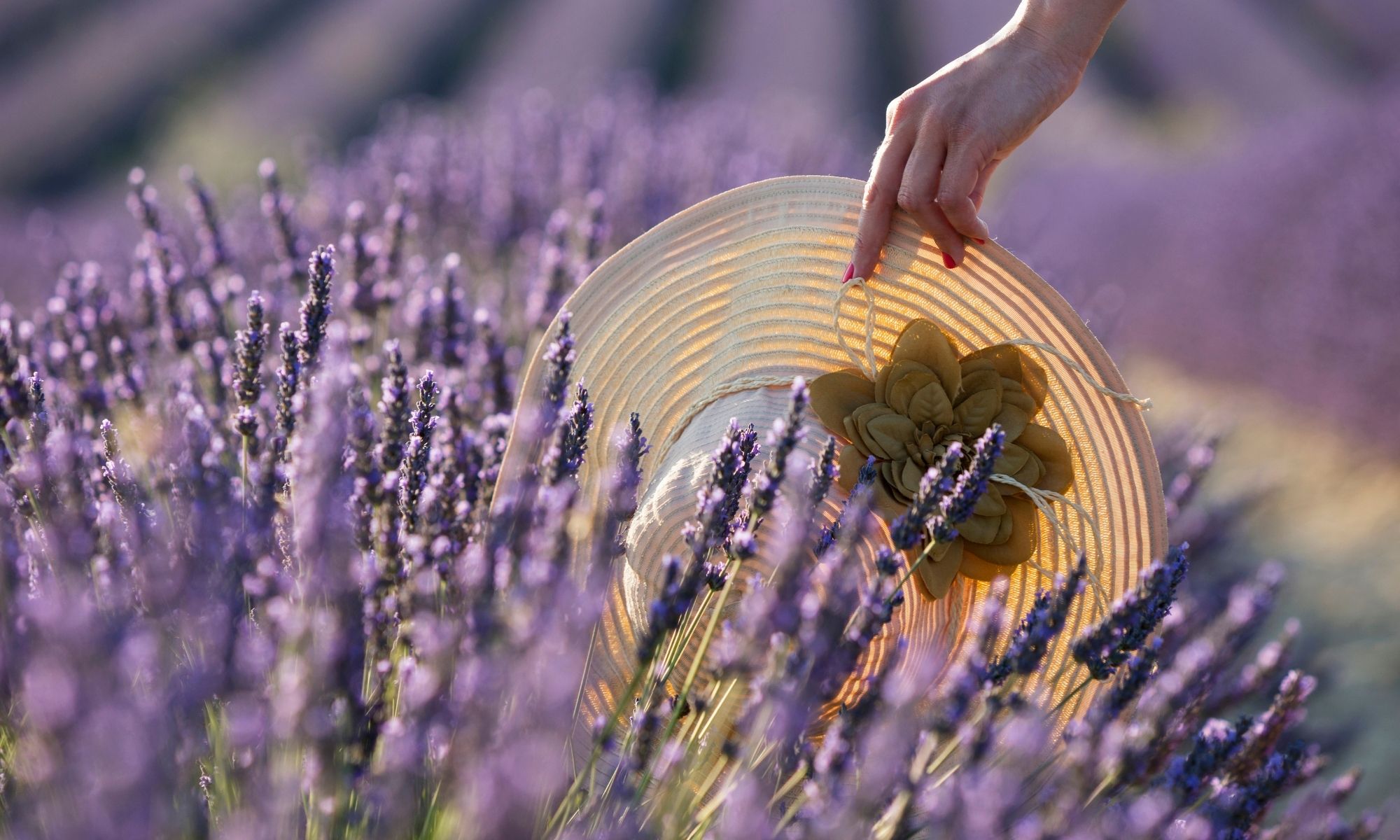 artiste provence