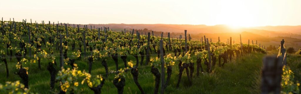vineyards in bandol