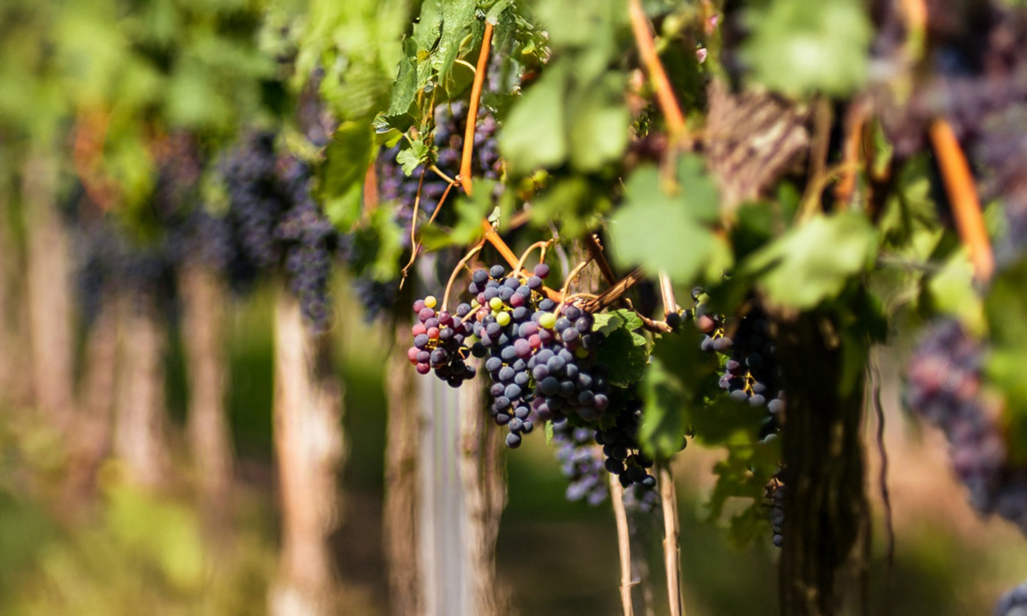 bandol vineyard