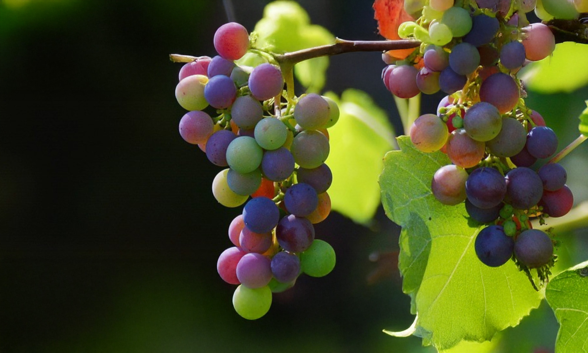 Provence Wine Route