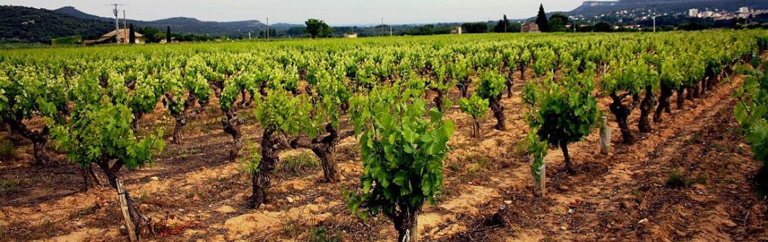 vineyards around castellet