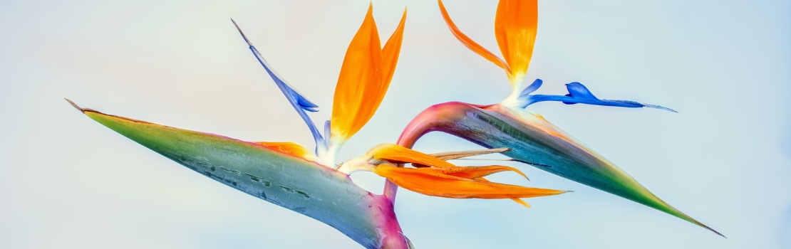 bird of paradise plant