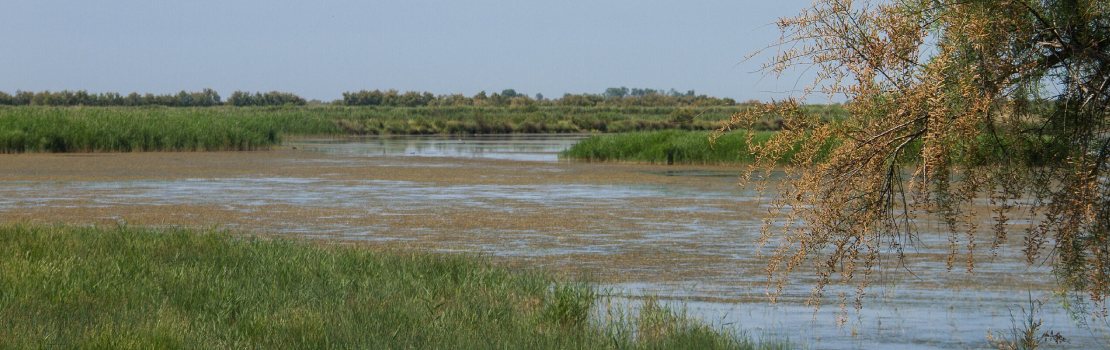 camargue regional nature park