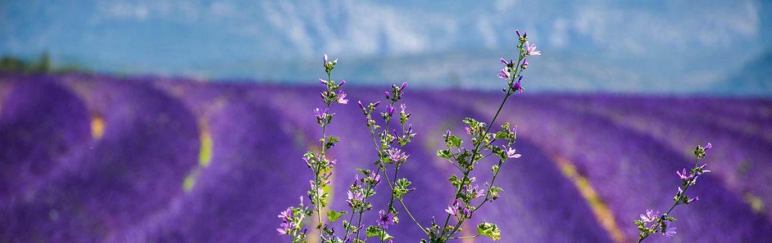 photo lavender fields for a romantic getaway in Marseille