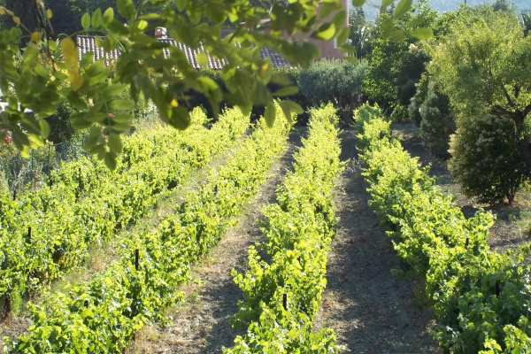vines