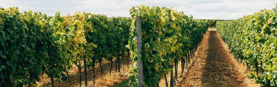 Wine estate on the Provence wine route