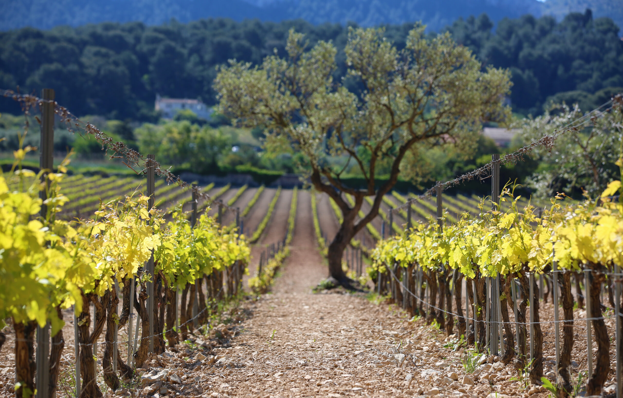 vignoble bodin youcampvillage